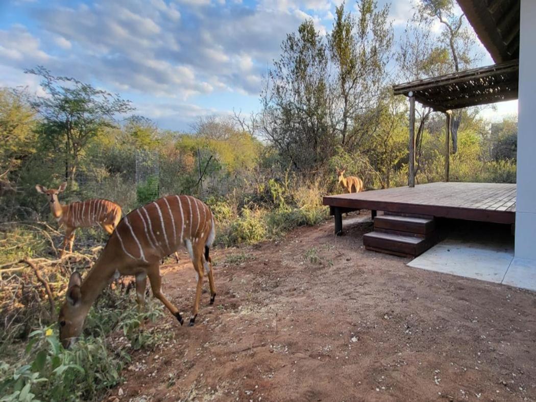 Taaibos Bush Hoedspruit