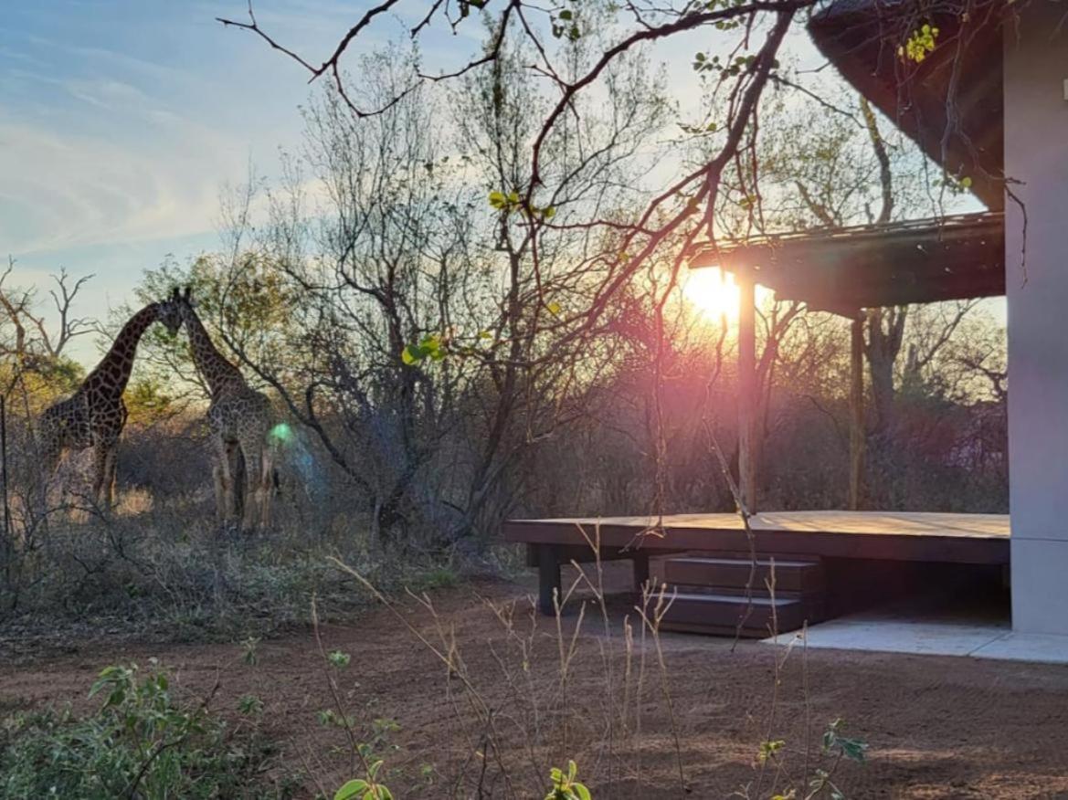Taaibos Bush Hoedspruit