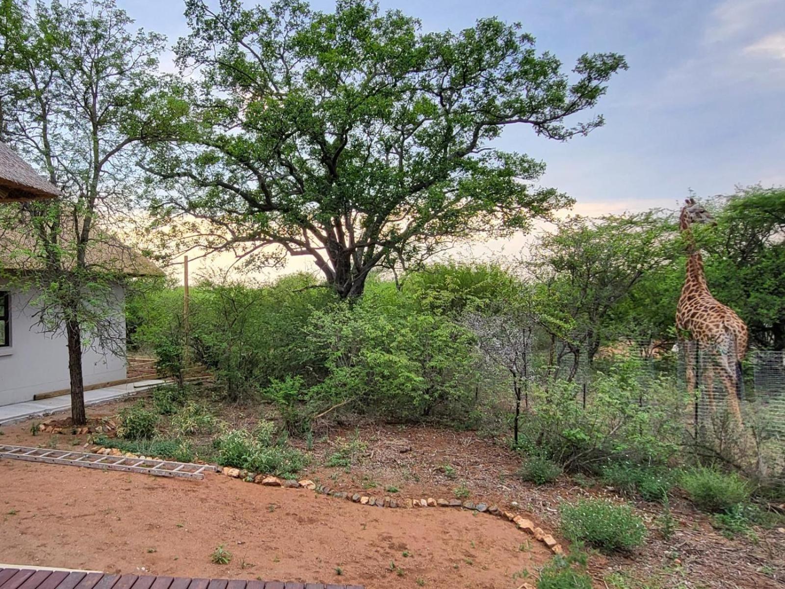 Taaibos Bush Hoedspruit